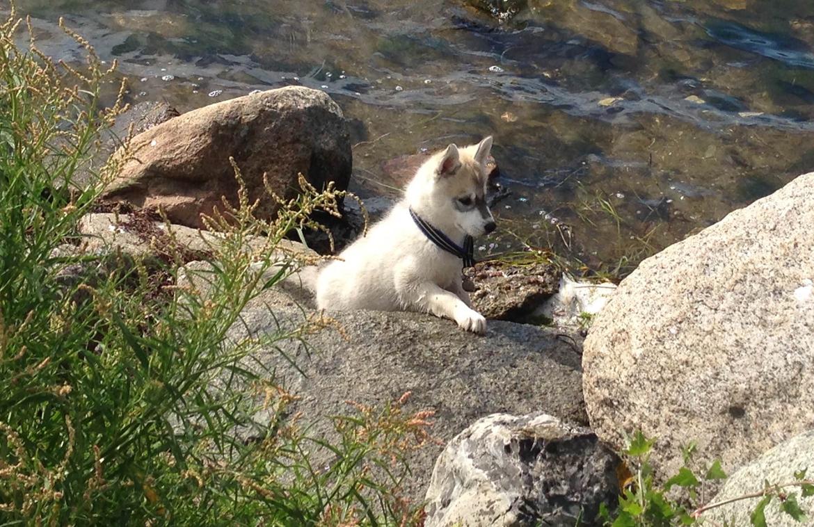 Siberian husky Lufkaz (Mesmocan 7 Cities of Gold) RIP billede 21