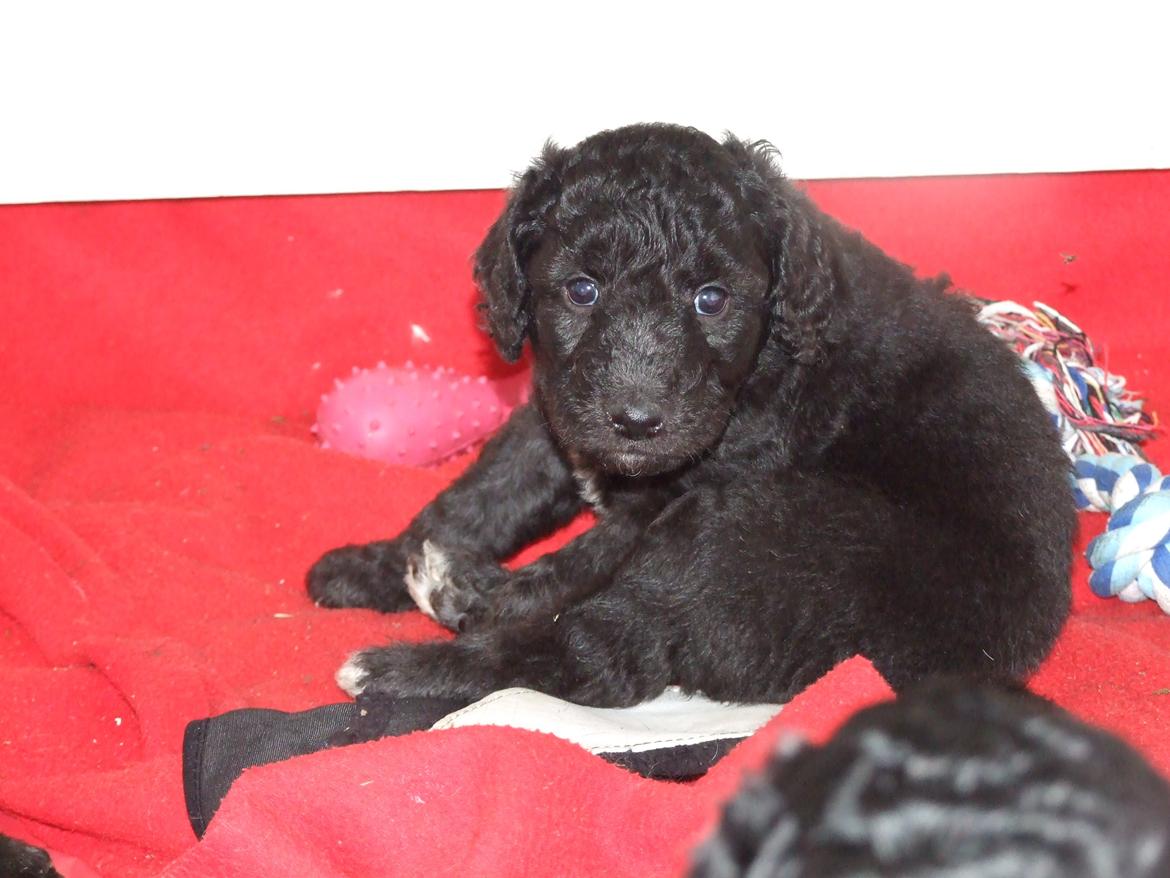 Blanding af racer Lilly (F1B Sproodle) billede 37