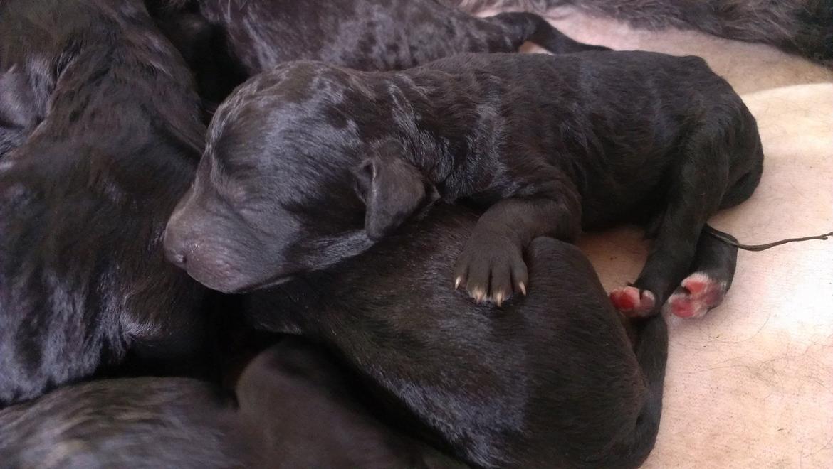 Blanding af racer Lilly (F1B Sproodle) billede 42