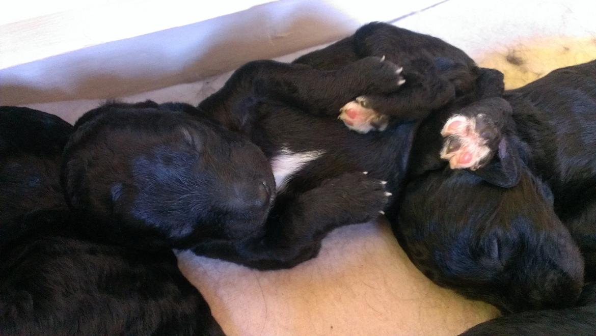 Blanding af racer Lilly (F1B Sproodle) billede 41