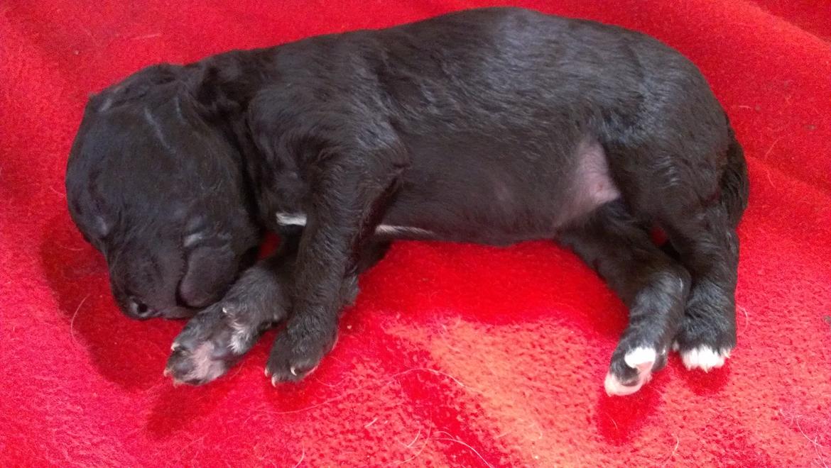 Blanding af racer Lilly (F1B Sproodle) billede 40