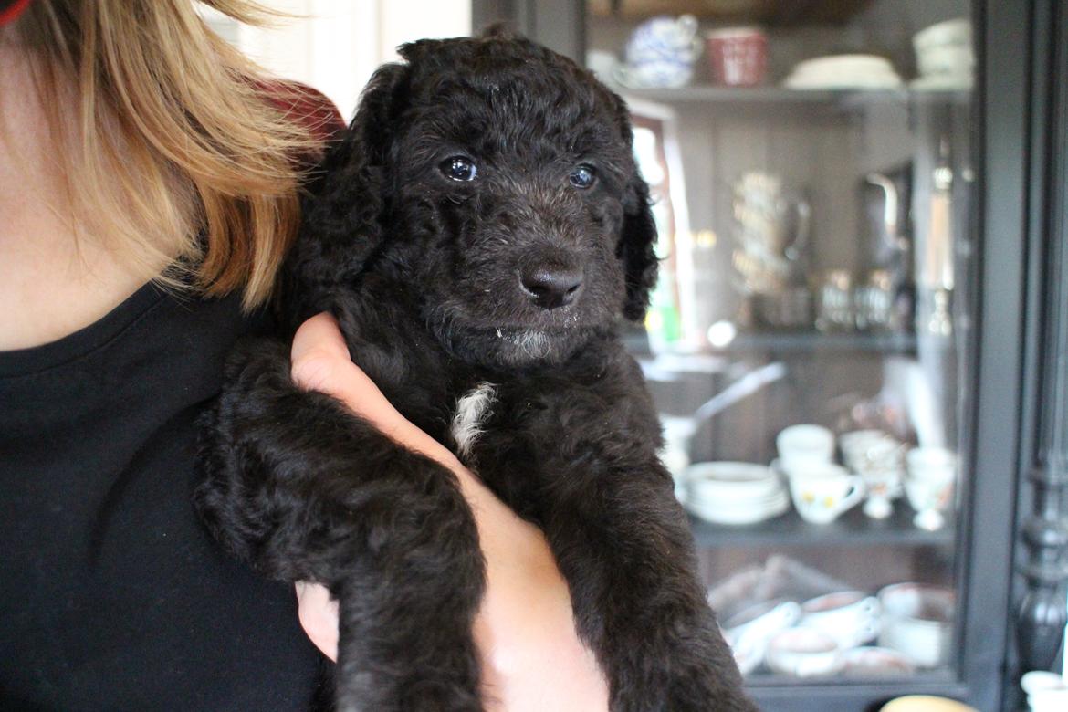 Blanding af racer Lilly (F1B Sproodle) billede 38