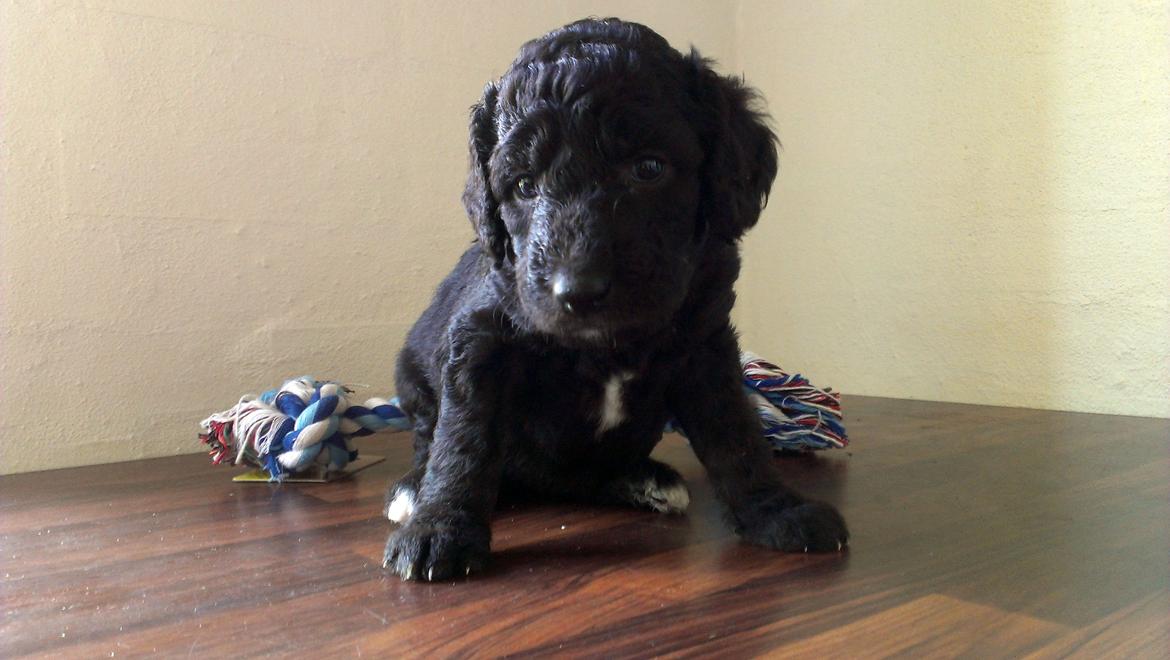 Blanding af racer Lilly (F1B Sproodle) billede 39