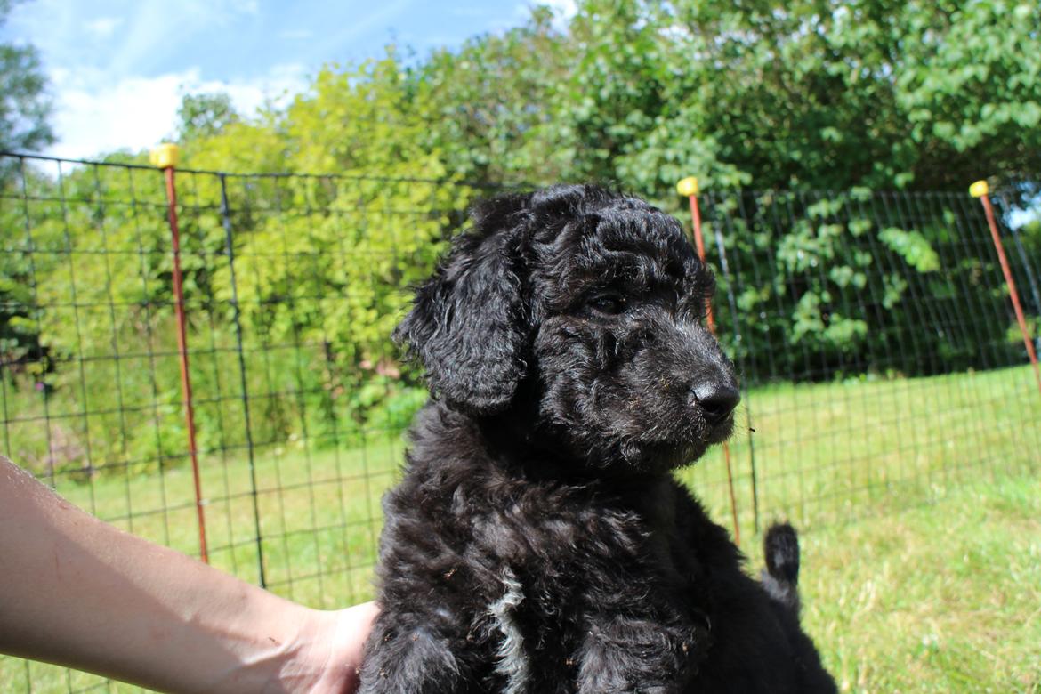 Blanding af racer Lilly (F1B Sproodle) billede 33