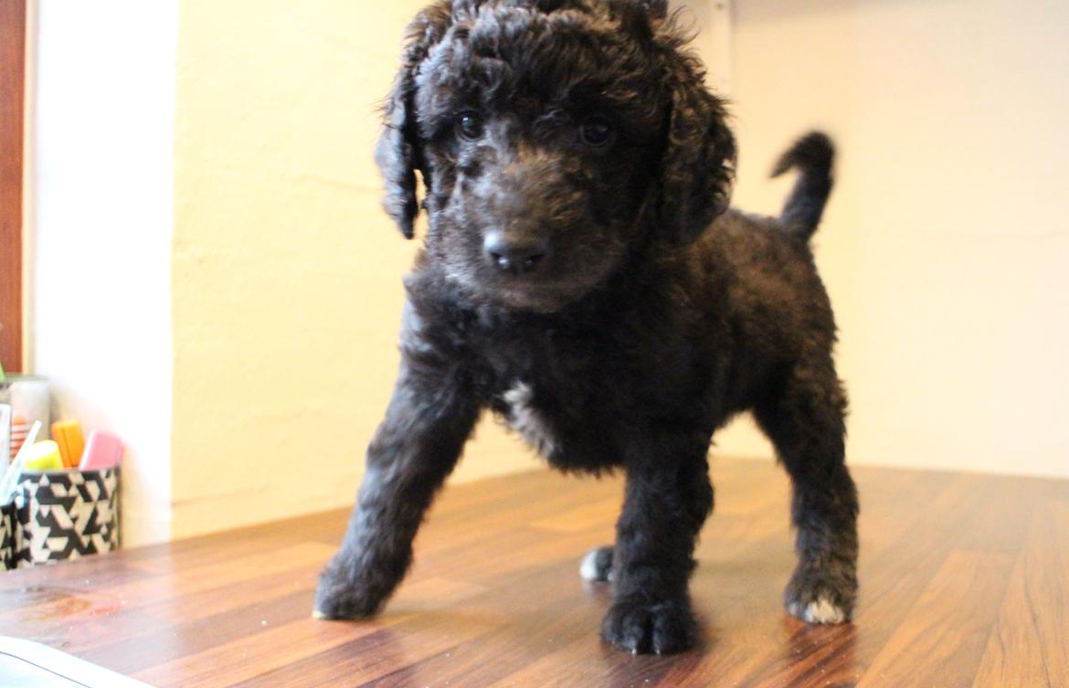 Blanding af racer Lilly (F1B Sproodle) billede 32