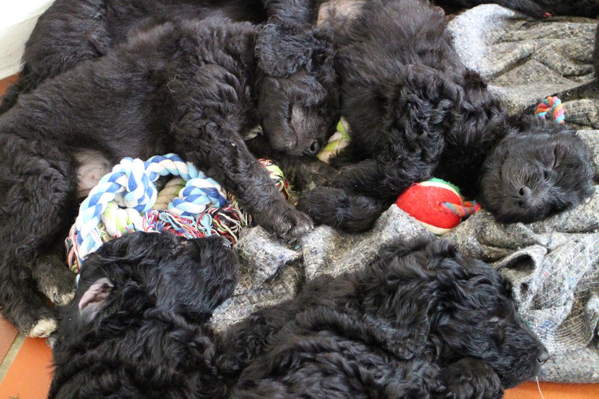 Blanding af racer Lilly (F1B Sproodle) billede 35