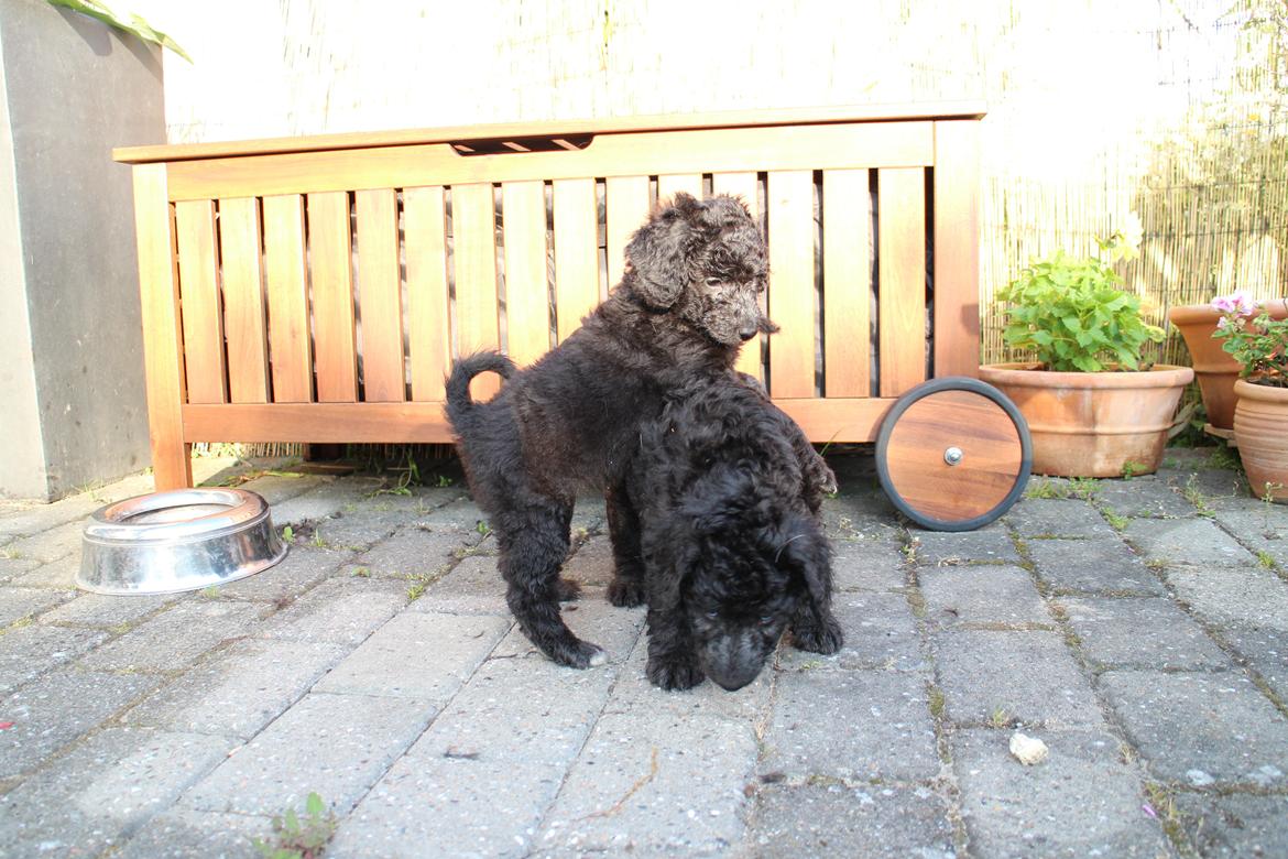 Blanding af racer Lilly (F1B Sproodle) billede 34