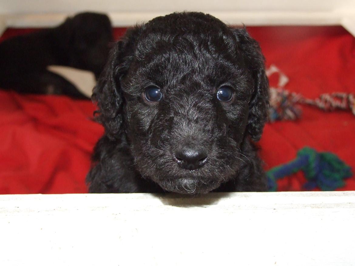 Blanding af racer Lilly (F1B Sproodle) billede 36