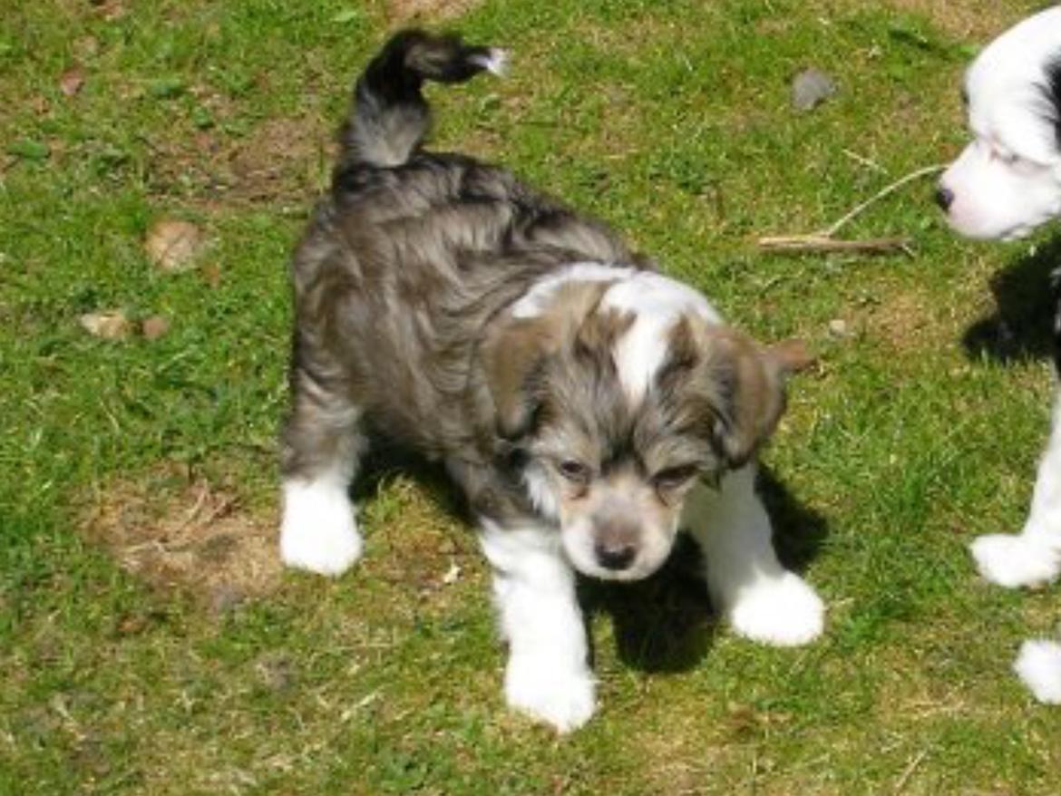 Chinese crested powder puff Markus R.I.P - Markus som hvalp  billede 13