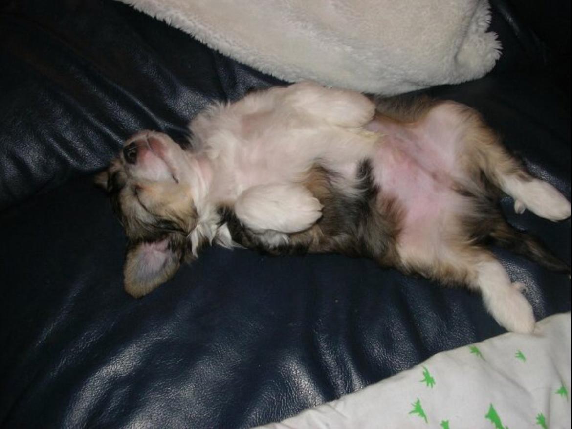 Chinese crested powder puff Markus R.I.P - Markus som hvalp billede 15