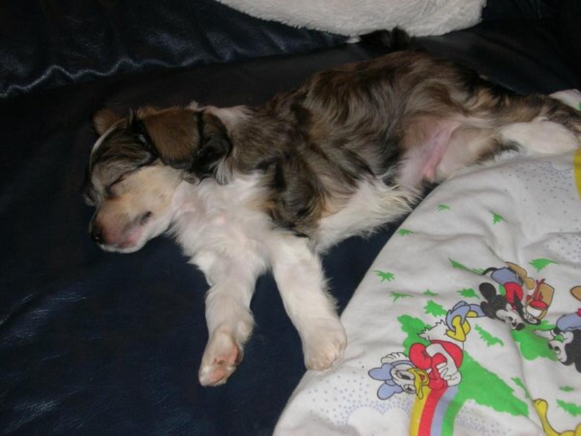 Chinese crested powder puff Markus R.I.P - Markus som hvalp  billede 14