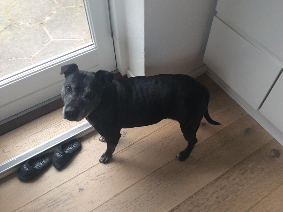 Staffordshire bull terrier Kesha billede 1