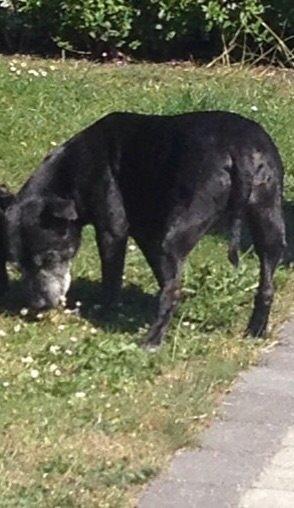 Staffordshire bull terrier Kesha billede 2