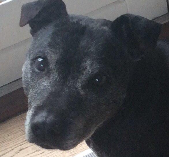 Staffordshire bull terrier Kesha billede 3