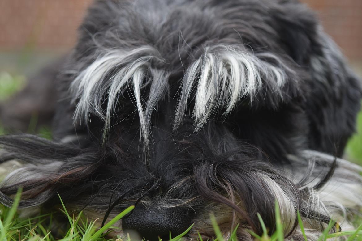 Dvaergschnauzer Nero Argento's Kamillo Gino billede 5