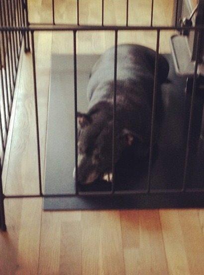 Staffordshire bull terrier Kesha billede 4