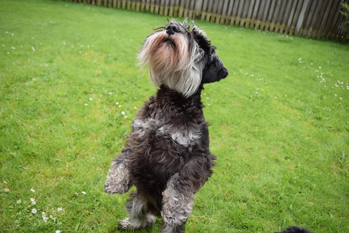 Dvaergschnauzer Nero Argento's Kamillo Gino billede 13