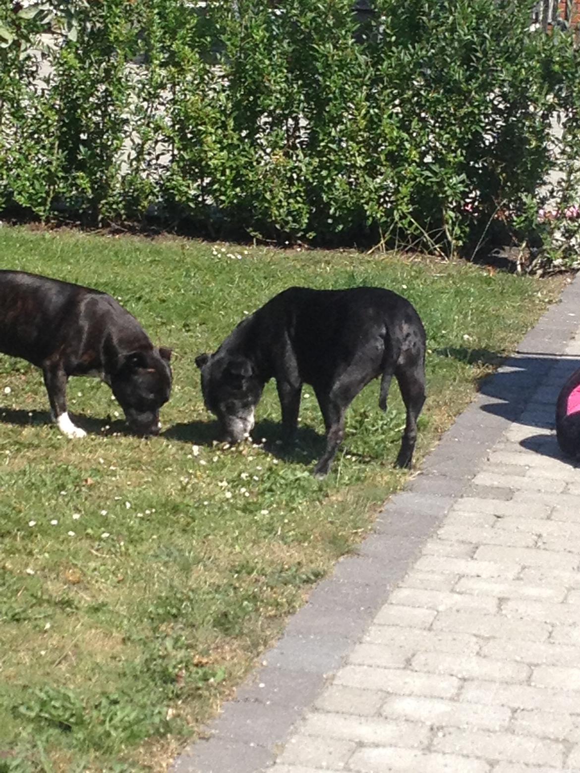 Staffordshire bull terrier Kesha billede 5