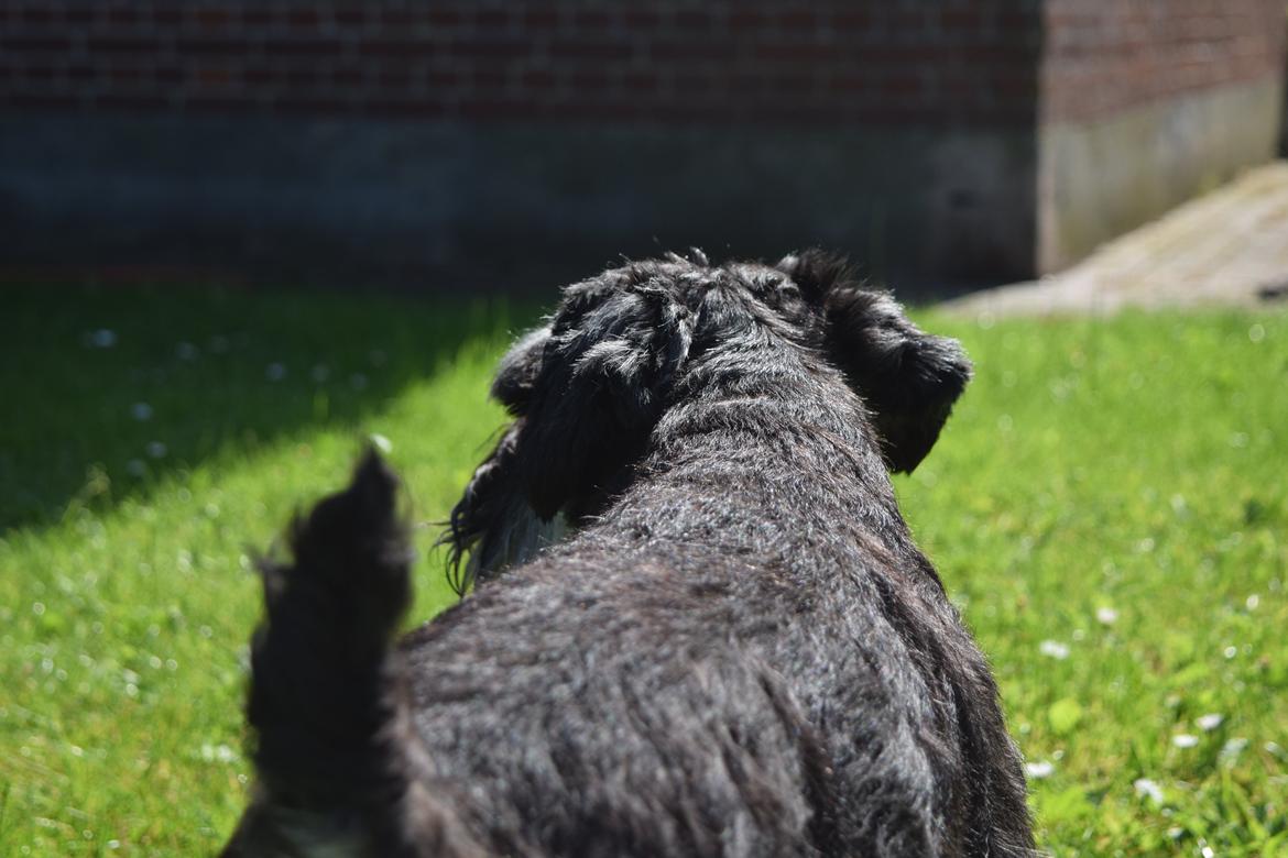 Dvaergschnauzer Nero Argento's Kamillo Gino billede 12