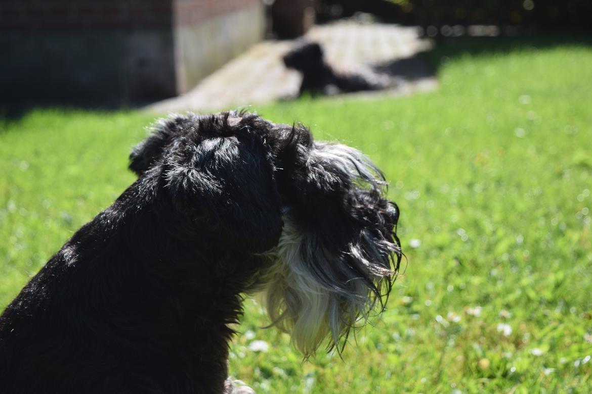 Dvaergschnauzer Nero Argento's Kamillo Gino billede 7