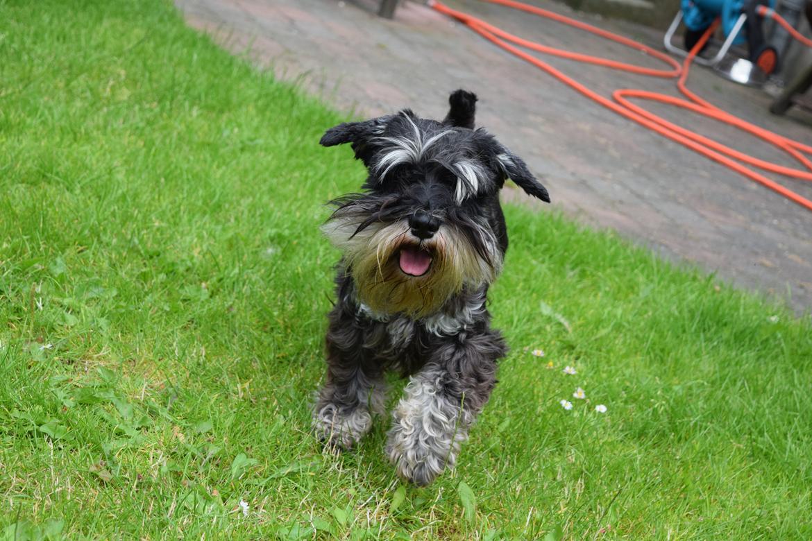 Dvaergschnauzer Nero Argento's Kamillo Gino billede 6