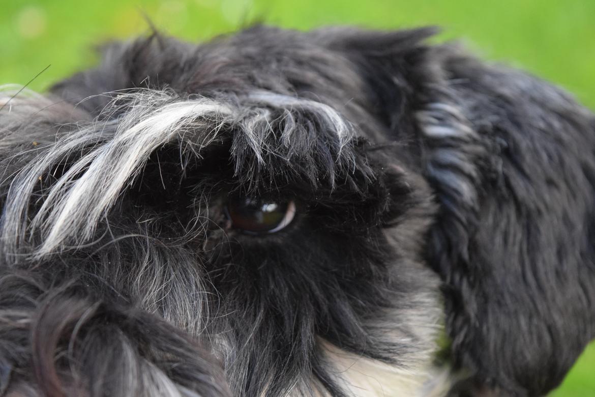 Dvaergschnauzer Nero Argento's Kamillo Gino billede 14