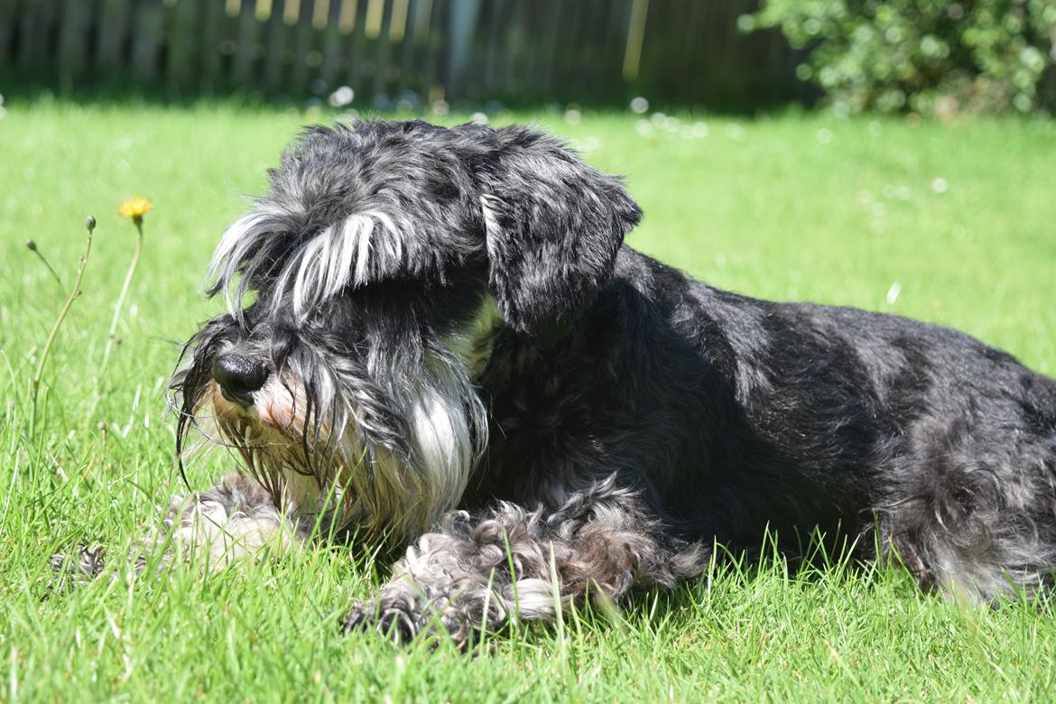 Dvaergschnauzer Nero Argento's Kamillo Gino billede 9