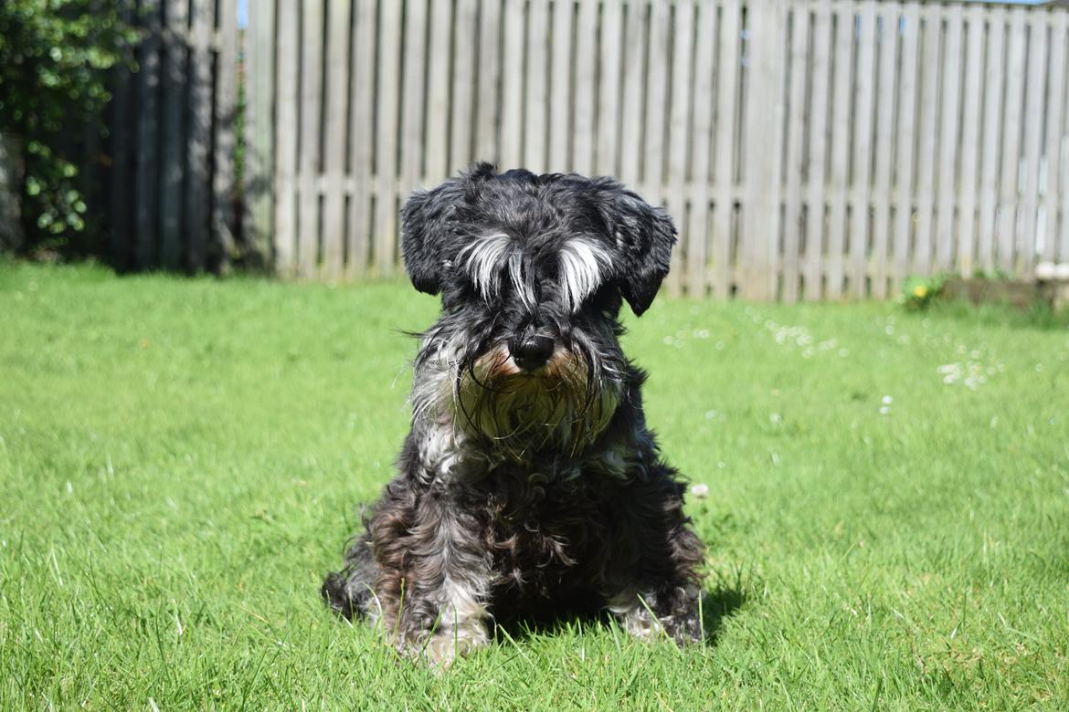 Dvaergschnauzer Nero Argento's Kamillo Gino billede 11