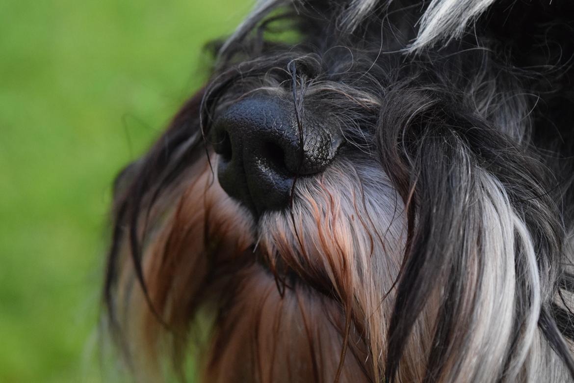 Dvaergschnauzer Nero Argento's Kamillo Gino billede 8