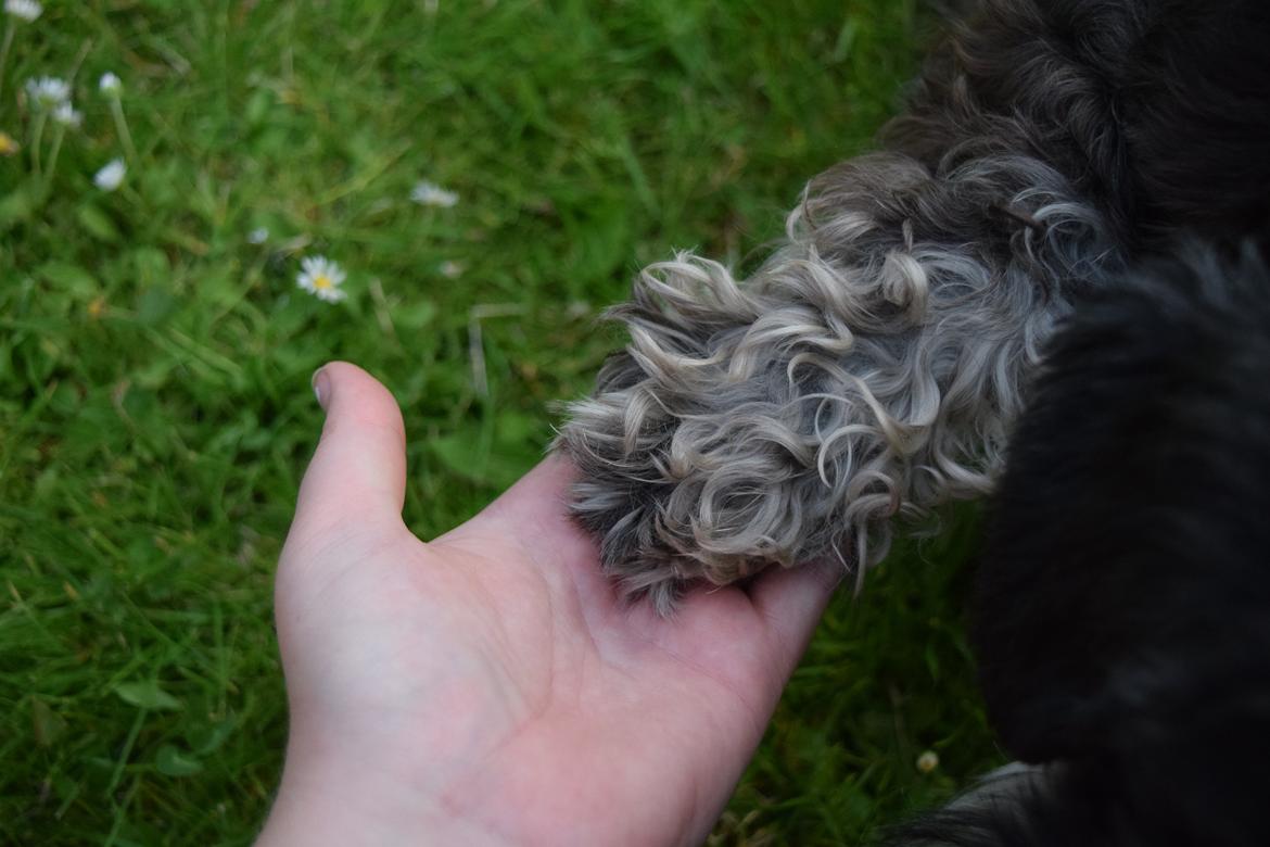 Dvaergschnauzer Nero Argento's Kamillo Gino billede 15
