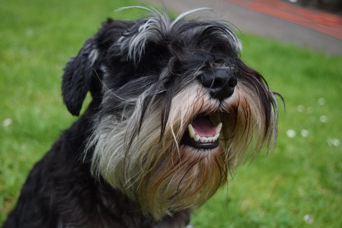 Dvaergschnauzer Nero Argento's Kamillo Gino billede 4