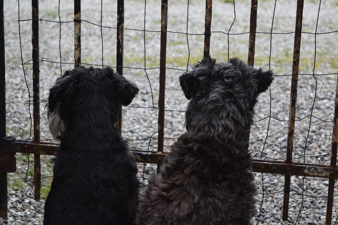 Dvaergschnauzer Nero Argento's Kamillo Gino billede 10