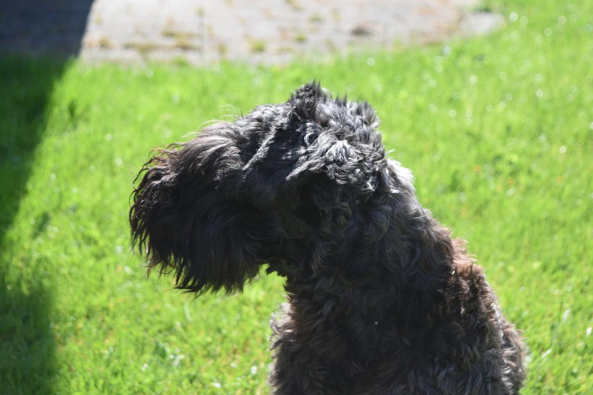 Dvaergschnauzer Schnauzerlyst´s Lucky Boy billede 6