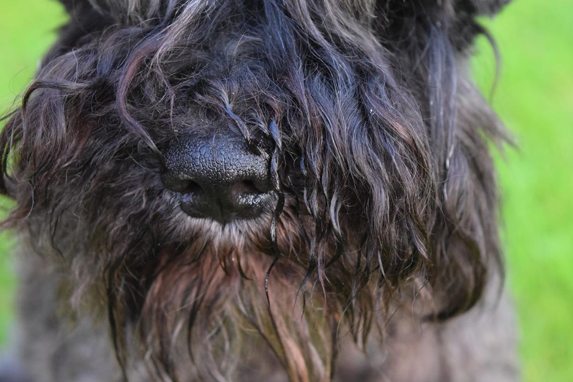 Dvaergschnauzer Schnauzerlyst´s Lucky Boy billede 3