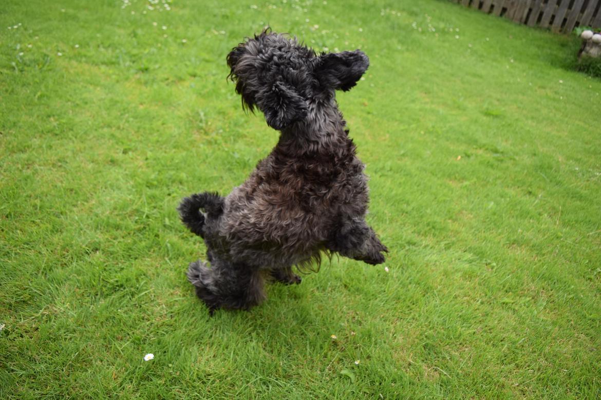 Dvaergschnauzer Schnauzerlyst´s Lucky Boy billede 5