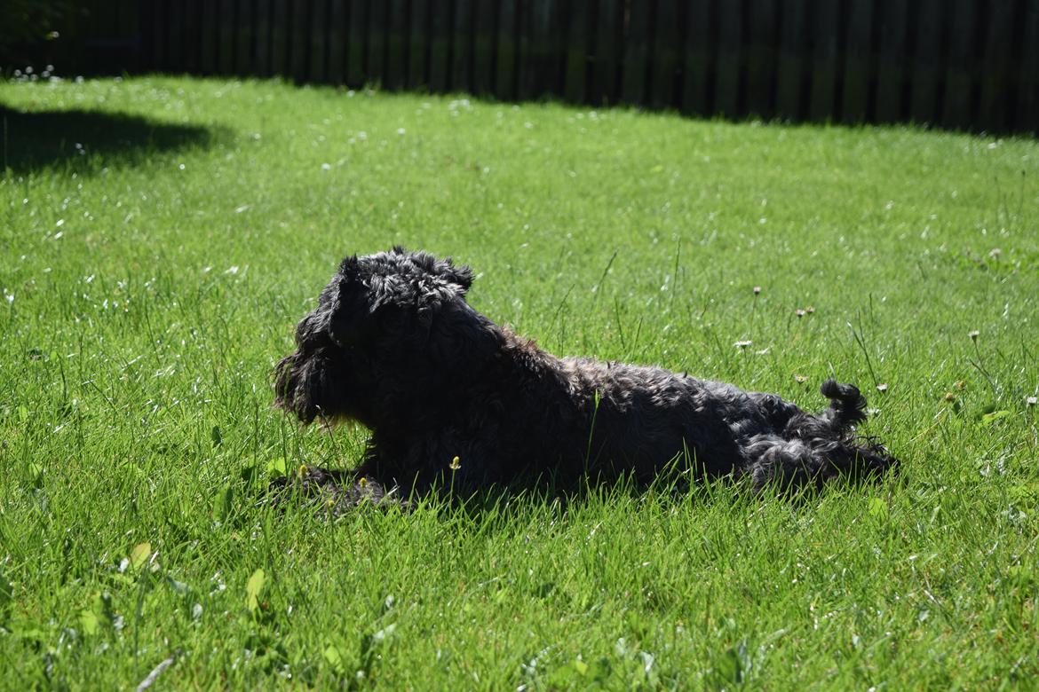 Dvaergschnauzer Schnauzerlyst´s Lucky Boy billede 7