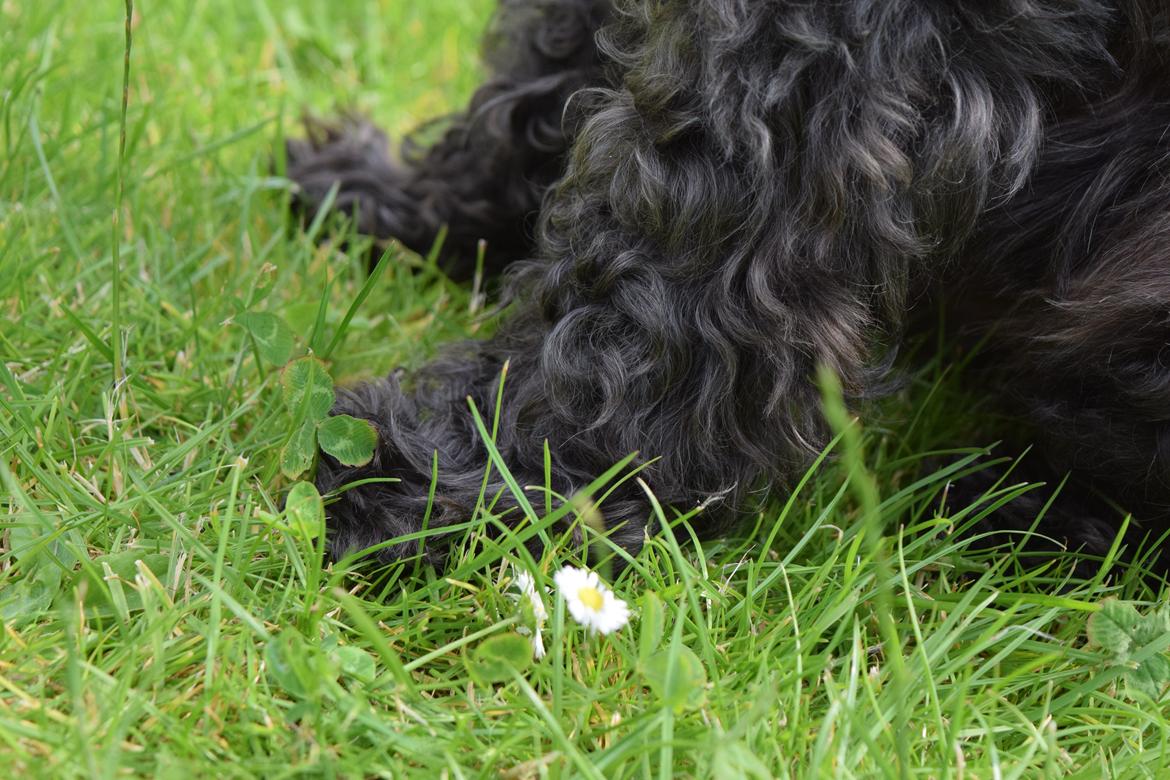 Dvaergschnauzer Schnauzerlyst´s Lucky Boy billede 9