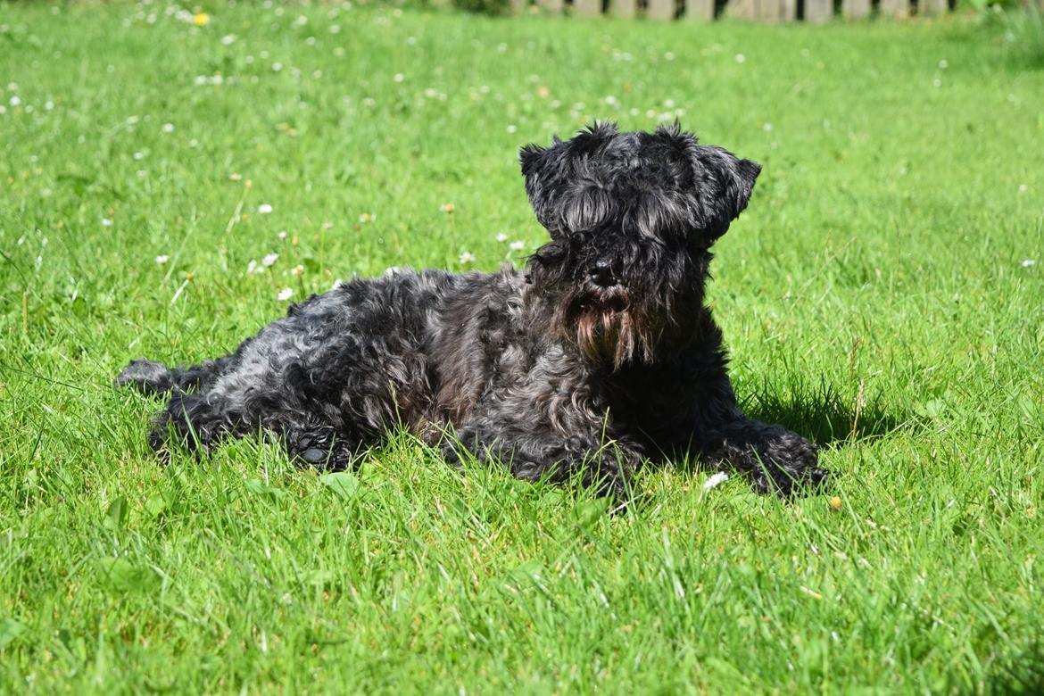 Dvaergschnauzer Schnauzerlyst´s Lucky Boy billede 2