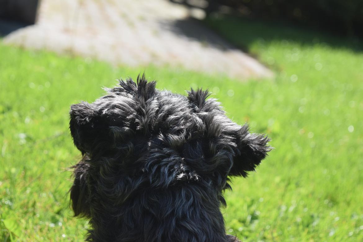 Dvaergschnauzer Schnauzerlyst´s Lucky Boy billede 11