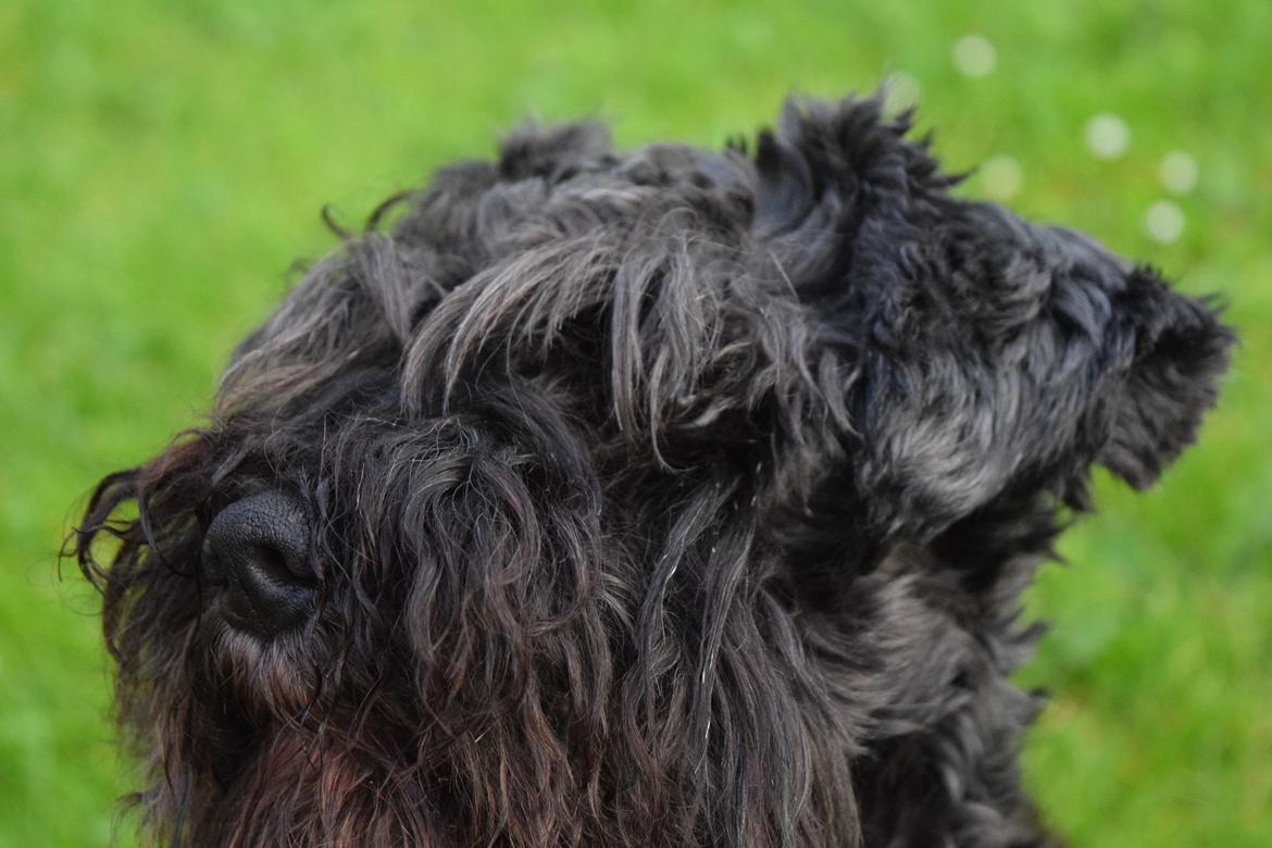 Dvaergschnauzer Schnauzerlyst´s Lucky Boy billede 1