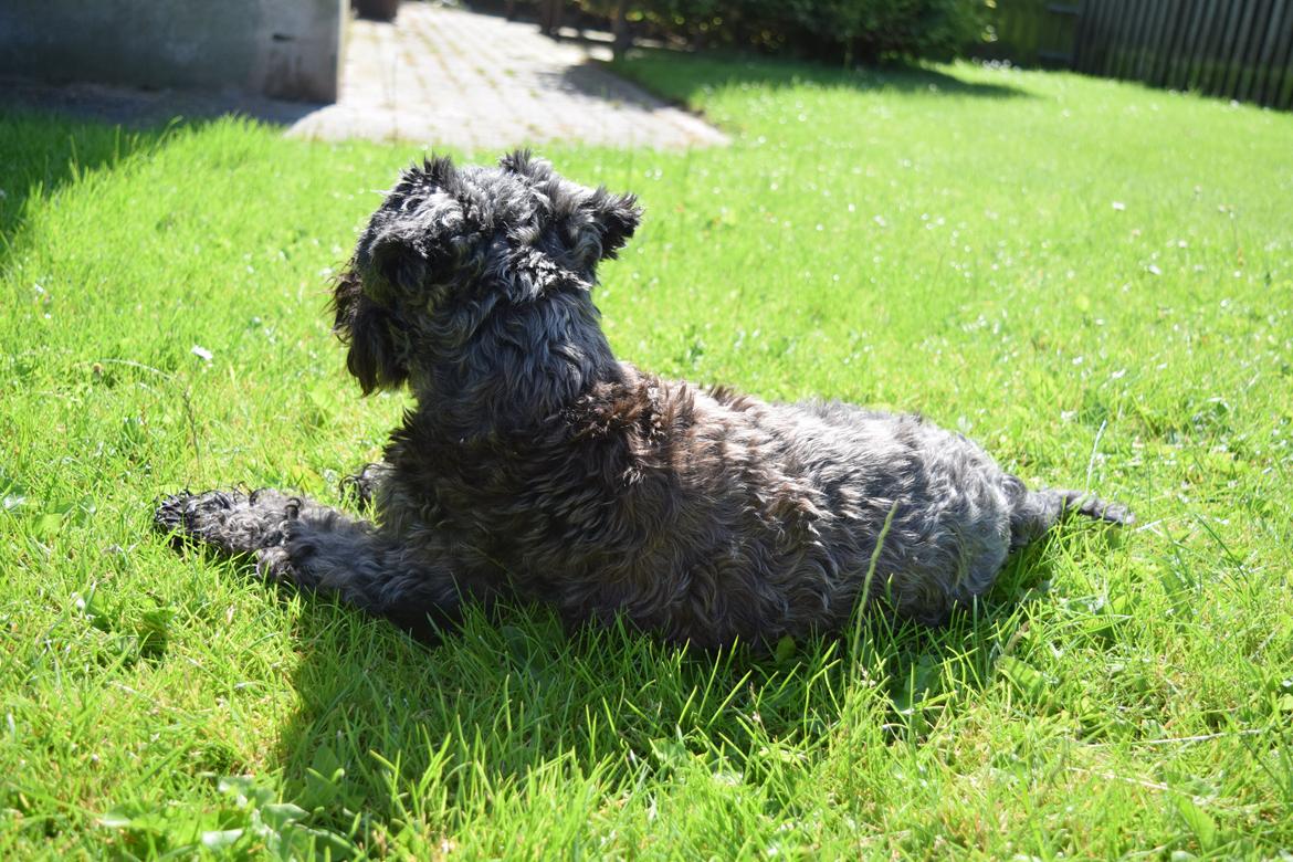 Dvaergschnauzer Schnauzerlyst´s Lucky Boy billede 12