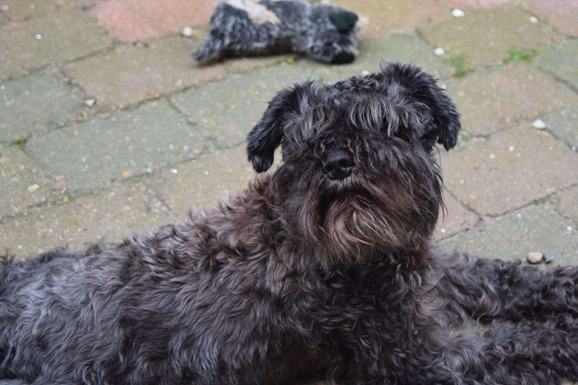 Dvaergschnauzer Schnauzerlyst´s Lucky Boy billede 8