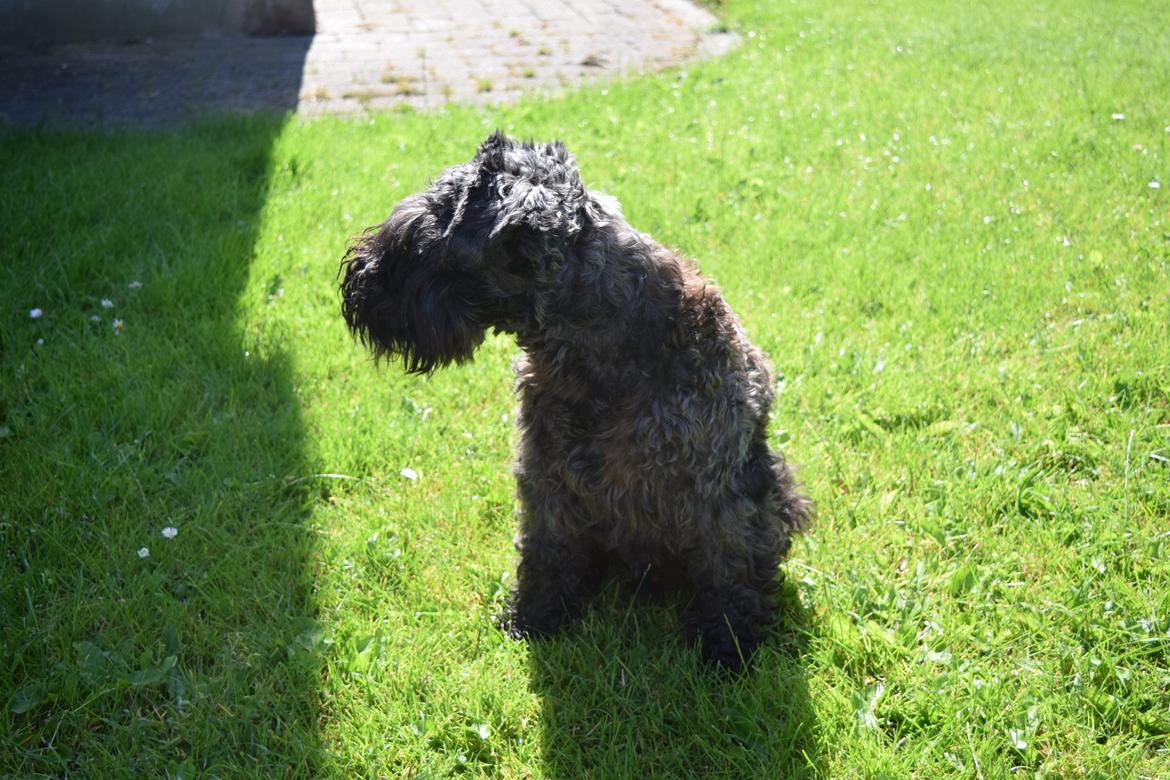Dvaergschnauzer Schnauzerlyst´s Lucky Boy billede 4