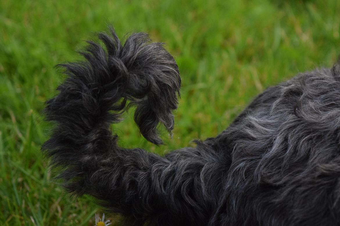 Dvaergschnauzer Schnauzerlyst´s Lucky Boy billede 13