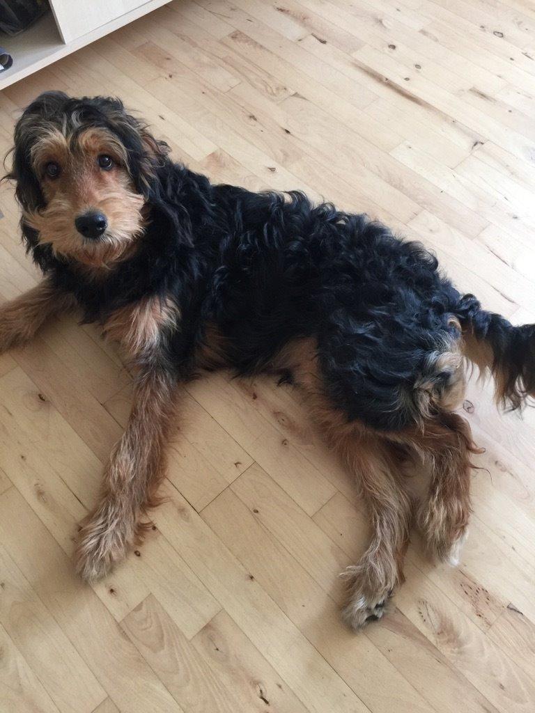 Blanding af racer Rex billede 2