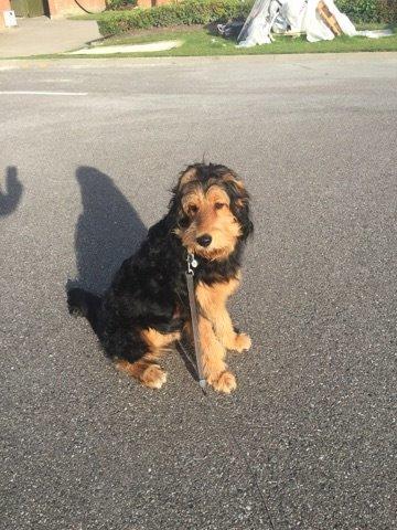 Blanding af racer Rex billede 3