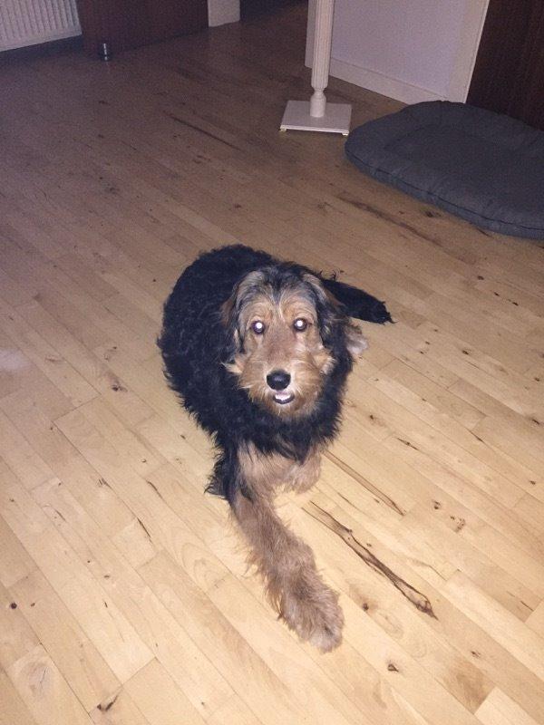 Blanding af racer Rex billede 4