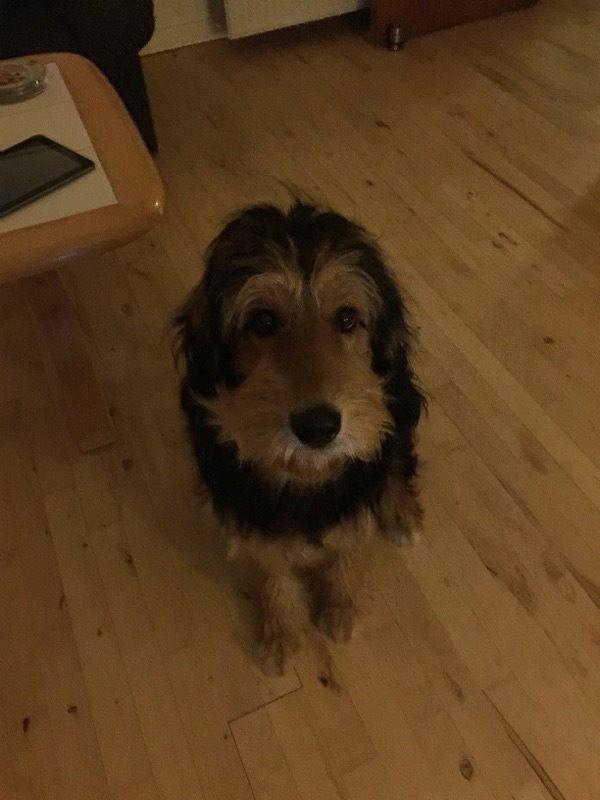 Blanding af racer Rex billede 5