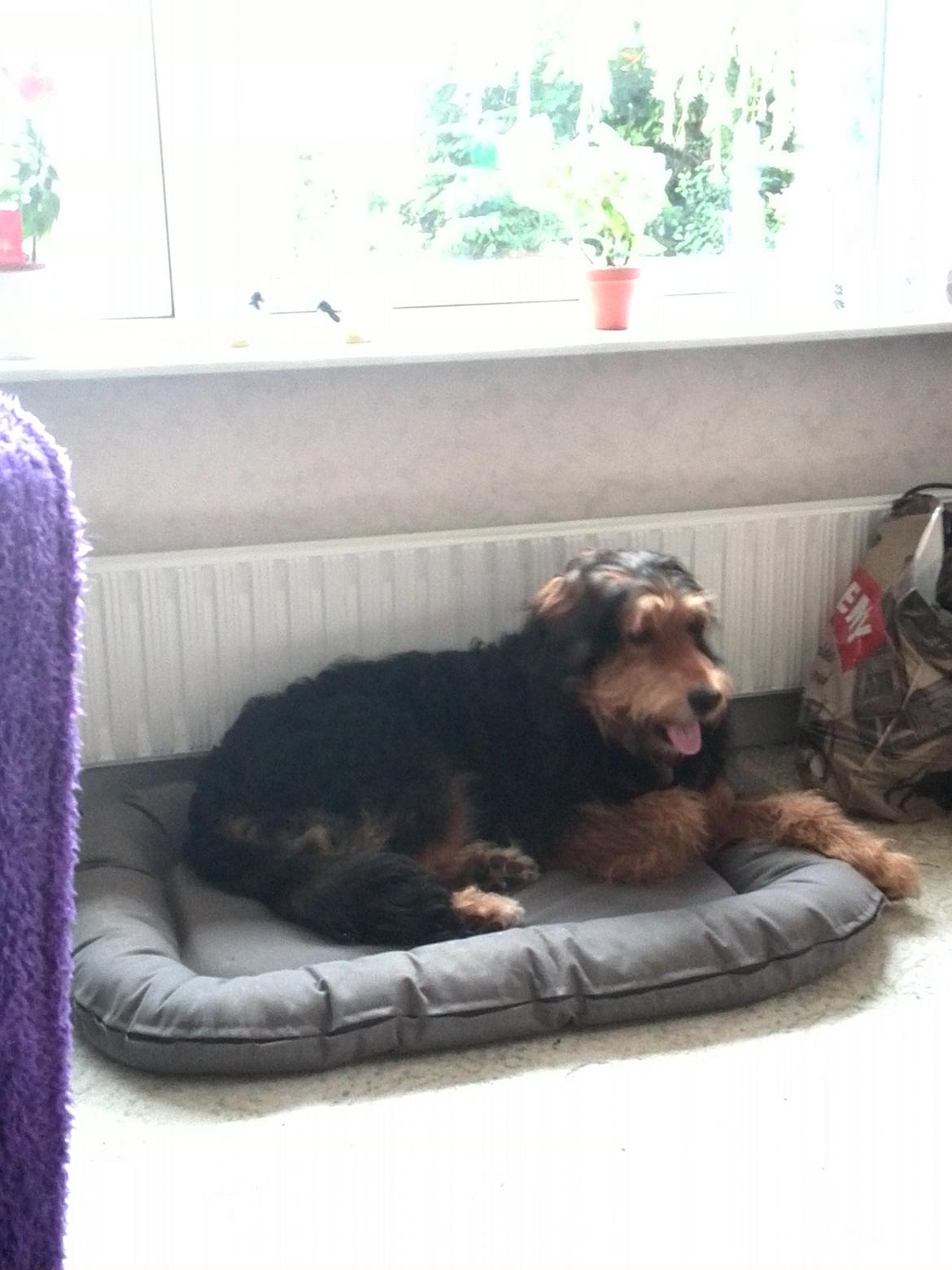 Blanding af racer Rex billede 6