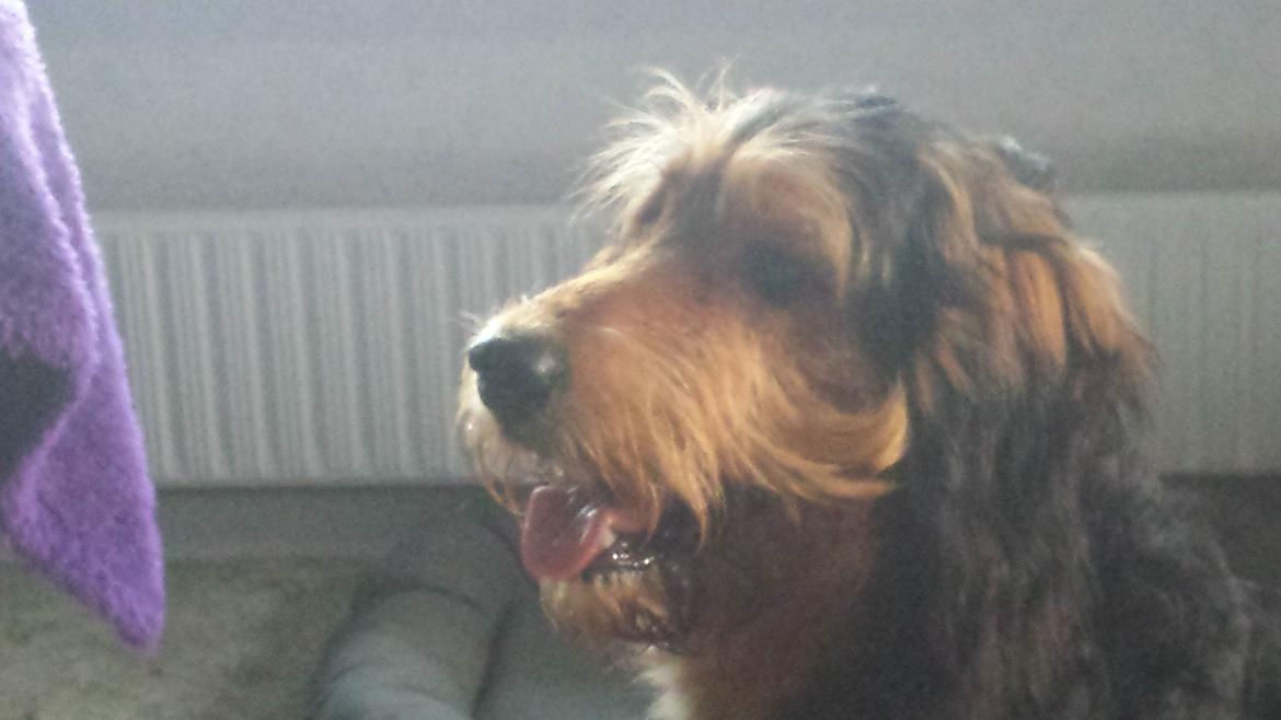 Blanding af racer Rex billede 7